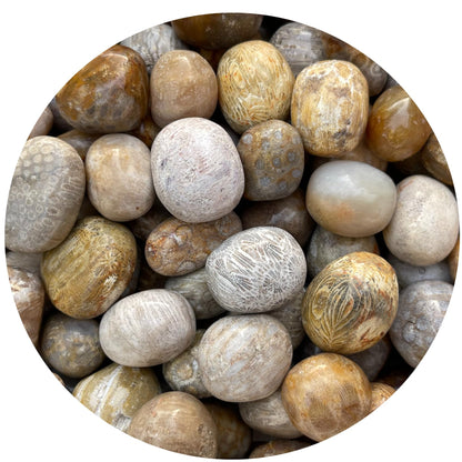 GAF TREASURES Wholesale Fossil Coral Tumbled Stones, Polished Natural Fossil Coral Gemstone, Fossil Coral Polished Rocks (Fossil Coral, 0.25 Pound)