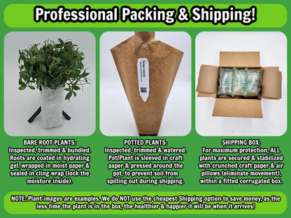 Greenwood Nursery: Live Perennial Plants - Blue False Indigo + Baptisia Australis - [Qty: 2X Pint Pots] - (Click for Other Available Plants/Quantities)