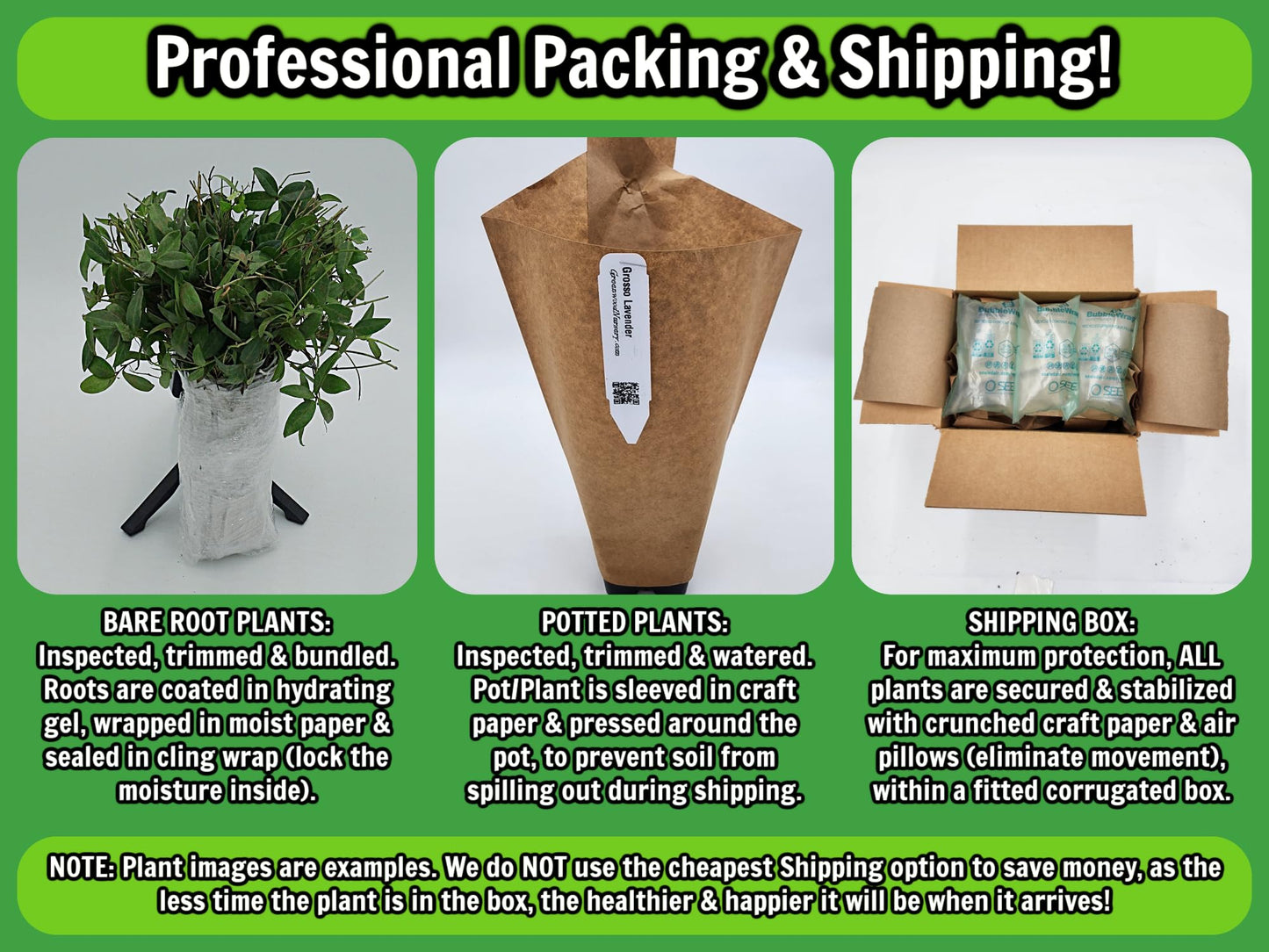 Greenwood Nursery: Live Ornamental Grasses - White Pampas Grass + Cortaderia Selloana - [Qty: 3X Pint Pots] - (Click for Other Available Plants/Quantities)
