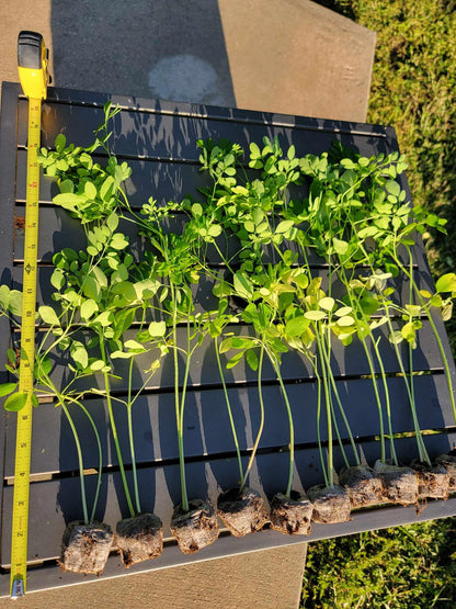 3 Moringa Plants with Free Moringa Seeds - Live Moringa Tree - Moringa Oleifera Plant - Moringa Tree - Drumstick Tree - Miracle Tree - Established Roots - Non-GMO - Organic - Moringa Plants - Herbs