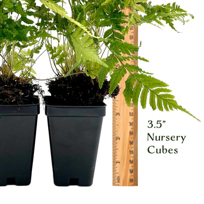 2 Autumn Fern – Evergreen Perennial Shade Fern with Arching Coppery Fronds for Woodland Shade Borders & Containers (Dryopteris erythrosora ‘Autumn’) in 3.5” Cubes, Live Plants