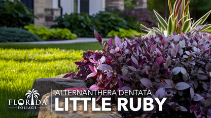 Alternanthera Little Ruby | 10 Live Plants | Alternanthera Dentata | Vibrant Foliage | Low Maintenance | Garden & Patio Decor | Fast Growing Groundcover | Outdoor Landscaping Shrub