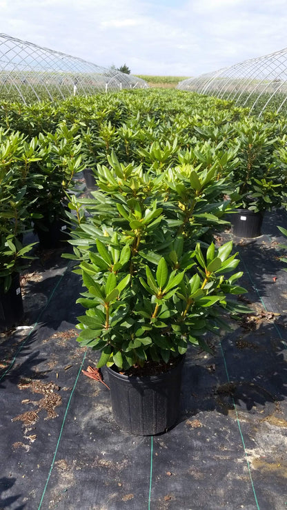 Green Promise Farms Rhododendron Passion` Evergreen, 3-Size Container, Purple Flowers