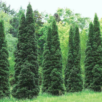 50 Thuja Green Giant Arborvitae Trees/Shrubs - 6-12" Tall Live Plants - Fast Growing Privacy Evergreen Hedges/Bushes - 2.5" Pots - (50 Pack)