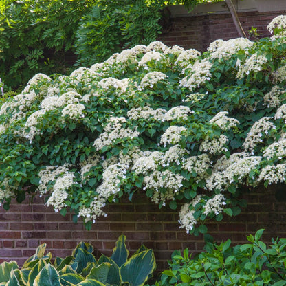 Petiolaris Climbing White Flowering Hydrangea Vine, Bare Root Starter Shrub - 1 Starter Plant per Offer