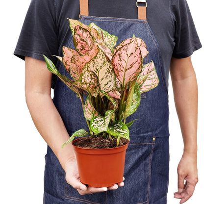 3 Pack Chinese Evergreen 'Lady Valentine' in 6in Pot - Live Plants Tropical Houseplants | Variegated | USA Growers | The Snobby Leaf