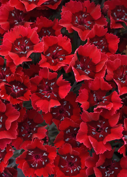 Perennial Farm Marketplace Dianthus x Everlast™ Red (Garden Pinks) Live Perennial, Size-#1 Container, Long-Blooming, Fragrant, Long-Blooming Bright Red Flowers on Upright Foliage