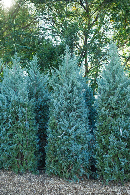 Wichita Blue Juniper | 1 Live Gallon Size Tree | Juniperus Scopulorum | Evergreen Screening Hedging Plant