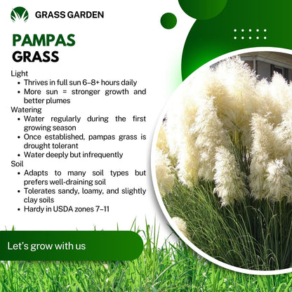 2 White Pampas Grass Plants Live, 5-9 Inch Tall, Ornamental Grass Live Plants for Outdoor Landscaping