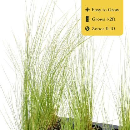 3 Mexican Feather Grass – Fine Textured Ornamental Grass with Silky Plumes for Borders & Mass Plantings (Nassella tenuissima) in 2.5” Cubes, Live Plants