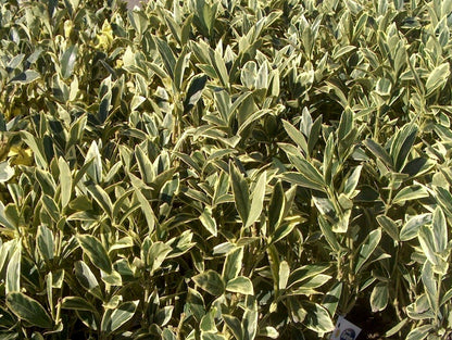 Ligustrum Japonicum Jack Frost Privet - 40 Live Plants - Variegated Evergreen Hedge