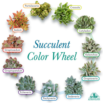 Altman Plants, Live Succulent Plants (20 Pack) Assorted Potted Succulents Plants Live House Plants in Cacti and Succulent Soil Mix, Cactus Plants Live Indoor Plants Live Houseplants in Planter Pots