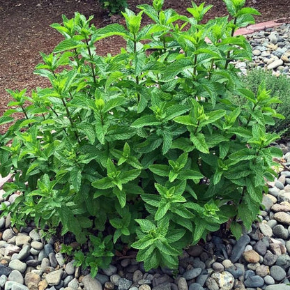 Set of 6 Spearmint Mint Live Herb Plants, 3–6 Inches Tall, Fragrant Mint Plants for Indoor Outdoor Garden, Patio, and Culinary Growing