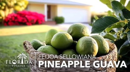 Pineapple Guava - 10 Live Plants - Feijoa Sellowiana - Edible Fruit and Flowering Foliage