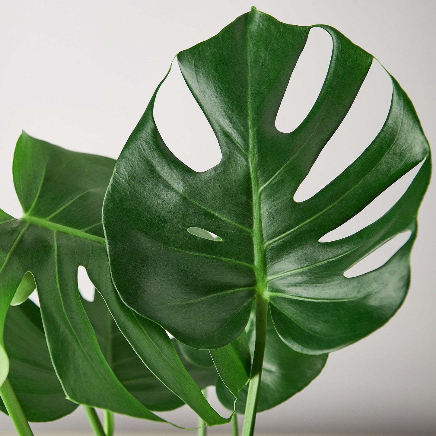 2 Pack Philodendron Monstera Split-Leaf in 6in Pot - Live Plants Tropical Houseplants | Variegated | USA Growers | The Snobby Leaf