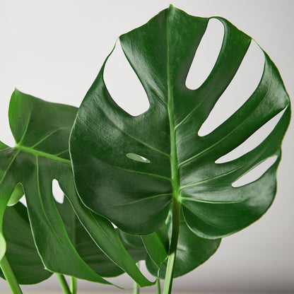10 Pack Philodendron Monstera Split-Leaf in 4in Pot - Live Plants Tropical Houseplants | Variegated | USA Growers | The Snobby Leaf