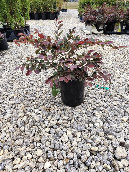 Live Plant - Plum Delight Loropetalum (Chinese Fringe) - Live Plant - (2.5 Qt)