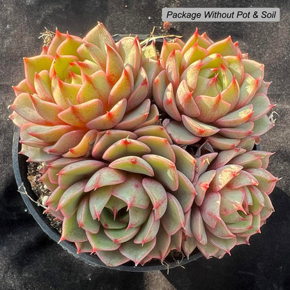 Echeveria Ben Badis Rare Live Succulent Plants, Orange 3-4 Heads 3.5" Live Plant, Package Without Pot & Soil, Garden Indoor Office Desk, Wedding Party Baby Shower Decoration, Friend Plant Lovers Gifts