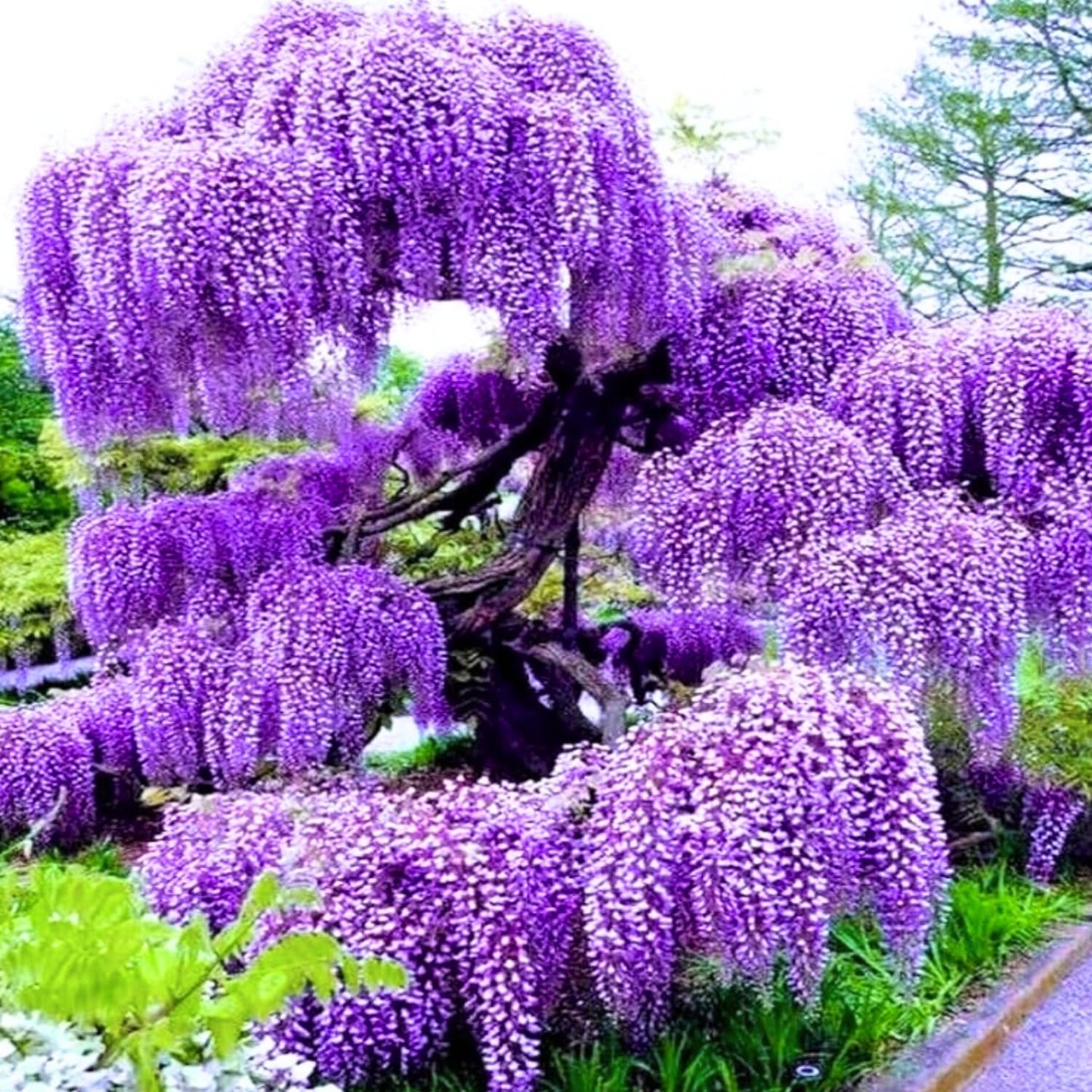 2 Purple Wisteria Trees Live Plant, Purple Wisteria Plant Live 6-12 Inch Tall, Wisteria Vine Live Plant, Fragrant Flowers, in Pots