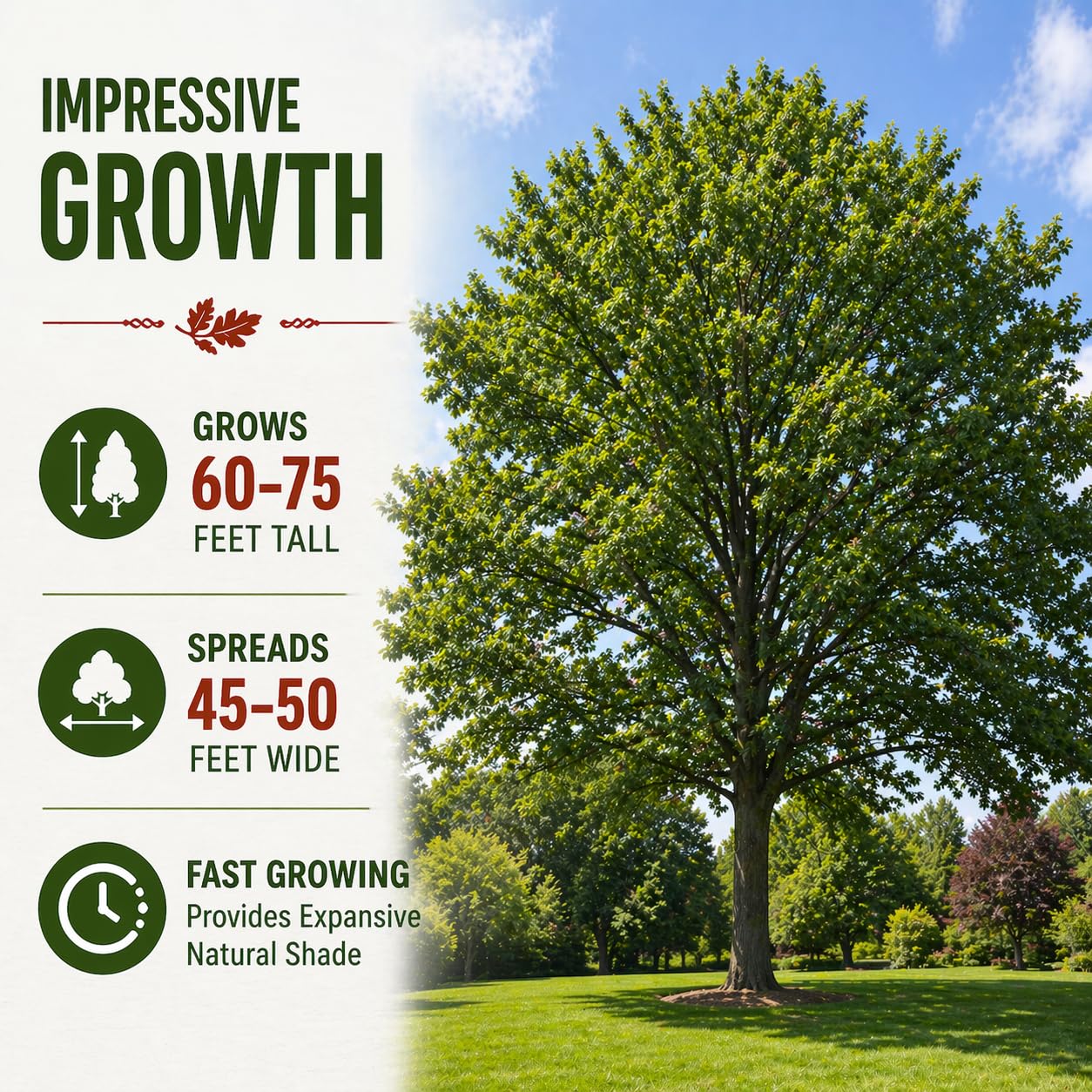 3 Pack Red Oak Trees (Quercus rubra) – Live Fast Growing Shade Trees, Vibrant Red Fall Foliage, Hardy Landscape Trees for Yard & Garden