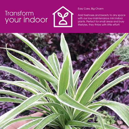Variegated Spider Plant 'Airplane' - Air-Purifying, Low Maintenance, Thrives in Home & Office - Perfect for Plant Enthusiasts - Live houseplant in Potting Soil