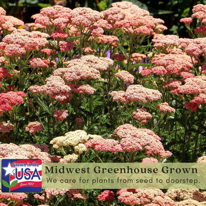 Clovers Garden Yarrow Summer Pastels (Achillea) Plant Plants – Two (2) Live Plants – Non-GMO - Not Seeds - Each 4" to 8" Tall – in 4" Inch Pots – Hardy Flowering Perennial, Pollinator Favorite