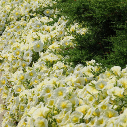 Madness Series Petunia Yellow ~100 Seeds – Petunia x hybrida – Pelleted Annual Flower – 10–15" Mounded Plants – 3" Blooms in 20+ Colors – Easy to Grow – 98–105 Days – Non-GMO