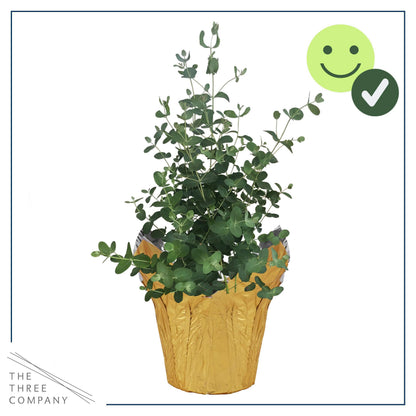 Live Aromatic and Healthy Herb - Eucalyptus, Improves Air Quality, Wrapped in Deco Cover, 14" Tall by 6" Wide in 1.25 Quart Pot