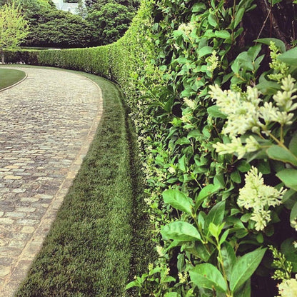 Curled Leaf Privet | 1 Live Quart Size Plant | Ligustrum Japonicum Recurvifolium, Evergreen Flowering Privacy Hedge, Ornamental Shrub for Lush Landscapes