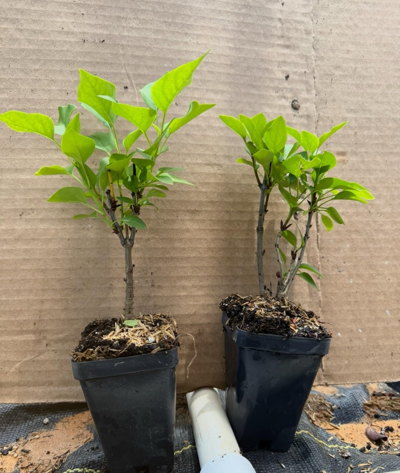 Live Plant - Congo LilacSyringa VulgarisSmall Well Rooted Starter Plant4-8” Tall