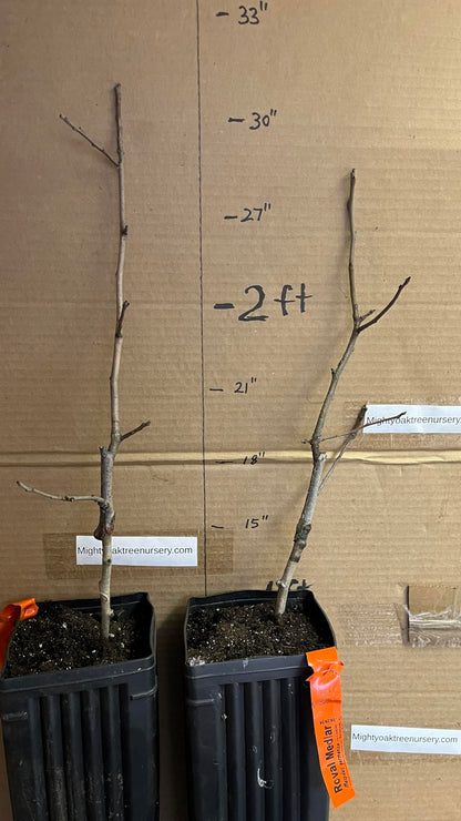 8-12" Tall Royal Medlar Tree, Mespilus Germanica, grafted Plant