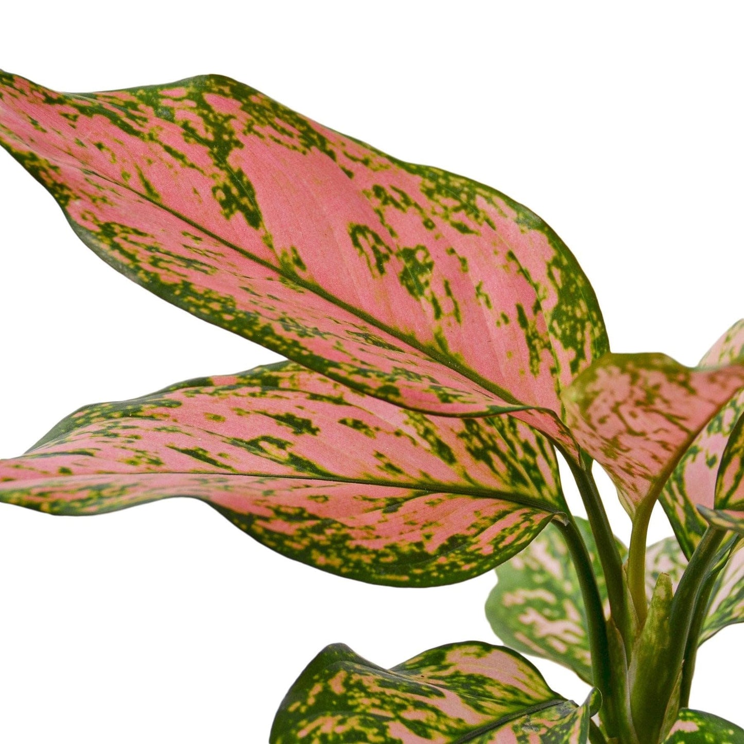 Chinese Evergreen 'Lady Valentine' | Live Plant for Indoor & Outdoor | for Living Room, Office, Bathroom | (6" Pot)