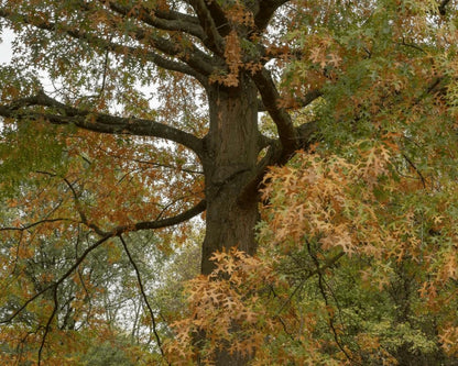 Live Plant - 2 Pin Oak Trees - Live Potted Plants - 12-18" Tall - 4" Pot - Quercus palustris