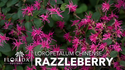 Loropetalum Razzleberry | 1 Live Plant | Loropetalum Chinense | Evergreen Shrub | Vibrant Pink Flowers | Fast Growing | Low Maintenance | Ornamental Bush | Outdoor Landscaping