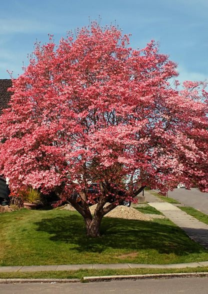 Pink Dogwood Tree Live Plant in 2.5" Pot, Well Rooted 6-12" Pink Flowering Dogwood Tree Plant Live, Dormant for Planting