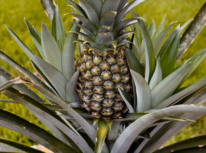 Pineapple Plant - Live Plant in a 4 Inch Grower's Pot - Ananas Comosus - Starter Fruit Trees Ready for The Patio and Garden