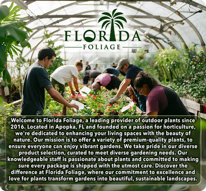 Sea Green Juniper - 3 Live Plants - Juniperus Chinensis - Hardy Evergreen Privacy Screen