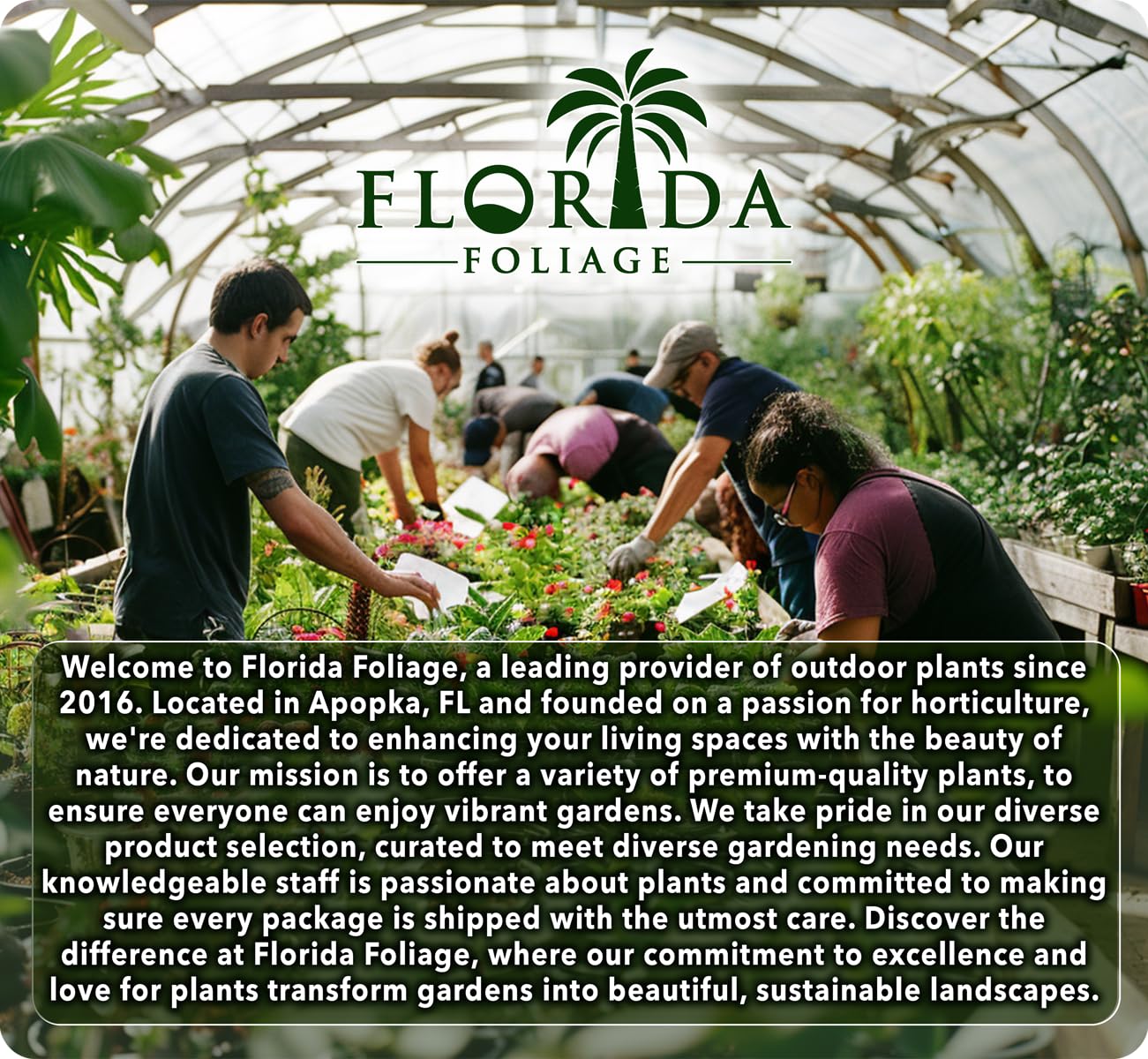 Needlepoint Holly | 20 Live Plants | Ilex Cornuta | Fast Growing Evergreen Shrub, Low Maintenance, Hardy Privacy Hedge, Ornamental Foliage, Drought Tolerant Landscape