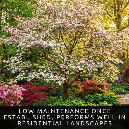 White Flowering Dogwood Trees Live – Cornus Florida – Ornamental Flowering Trees – Spring Blooms & Landscape Trees – Bare Root for Outdoor Planting (3 Trees)
