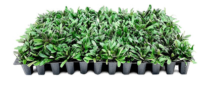 Ajuga Chocolate Chip | 3 Live Plants | Ajuga reptans | Ground Cover Perennial | Pathways and Gardens, Blue Flowers, Drought Tolerant, Easy to Grow, Fast Spreading, Low Maintenance
