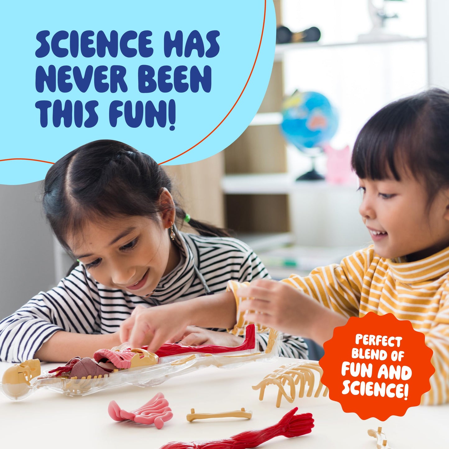 Dan&Darci Human Anatomy Squishy Body Model - Science Kits for Kids Ages 4-8 - STEM Toys for 4 5 6 7 8 Year Old Boy Birthday Gift - Learning Educational Toys for Ages 5-7 Boys Gifts - Skeleton Parts