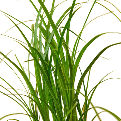 Palm Ponytail | Live Plant for Indoor & Outdoor | for Living Room, Office, Bathroom | (4" Pot)