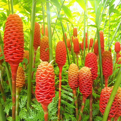10 Awapuhi Shampoo Ginger Roots, Zingiber Zerumbet Red Pinecone Ginger Rhizomes