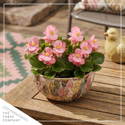 Live Begonia - Green Leaf Ambassador Pink (4 Per Pack), Beautiful Shade Annual, Ships 8" Tall by 4" Wide in 1 Pt Pot
