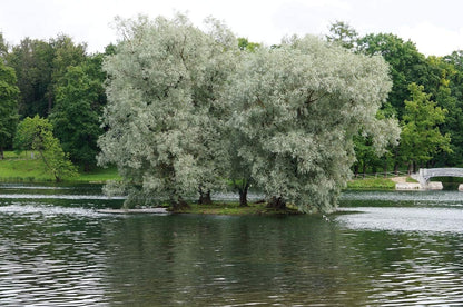Bulk Thin White Willow Tree Cuttings - Thinner Than a Pencil Rare and Unique Live Tree Plants - White Leaves (10 Thin Cuttings)