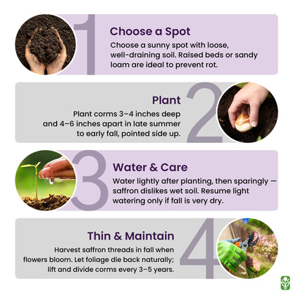 Saffron Crocus Corms for Planting – 10 Large Corms – Purple Blooms – Perennial Bulbs for Outdoor Planting that Produce the Saffron Spice.