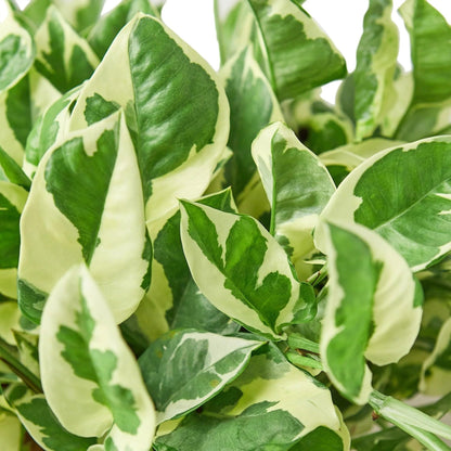 Pothos 'N'joy' | Live Plant for Indoor & Outdoor | for Living Room, Office, Bathroom | (6" Pot, Black Cylinder)