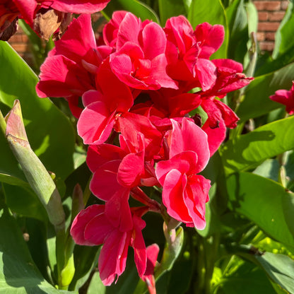 Pink Magic Canna Lily Bulb – Deep Rose Pink Blooms, Full Ruffled Flowers, Tropical Garden Perennial, Zones 3–9, 3–4 Ft Tall, Summer Rhizome, 1 Bulb