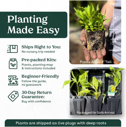 White Sage 3 Live Plants (Salvia apiana) – Sacred California Native Bee Sage Shrub for Outdoor Gardens, Fragrant Silver Leaves, Drought Tolerant Pollinator Friendly Landscaping