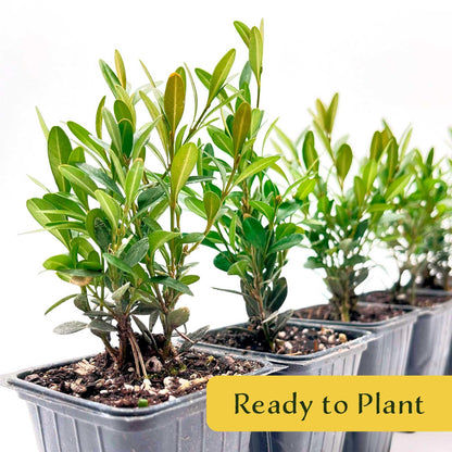 2 Green Gem Boxwood – Compact Rounded Evergreen Shrub for Low Hedges, Borders & Container Planting (Buxus sempervirens ‘Green Gem’) in 3.5″ Cubes, Live Plants